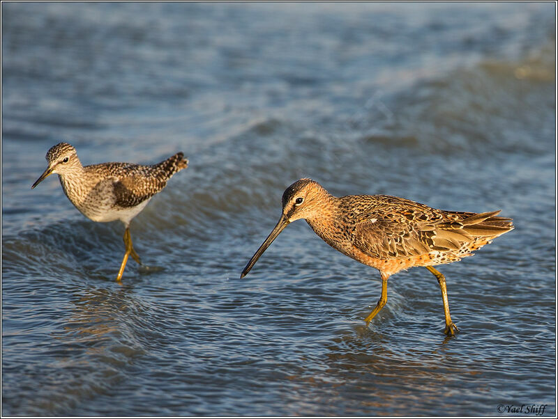 Short-billed Dowitcheradult breeding