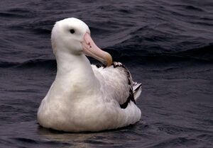 Wandering Albatross : Pictures.