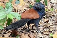 Grand Coucal