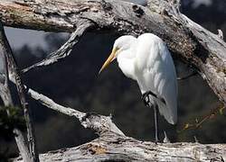 Plumed Egret