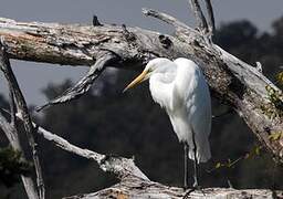 Plumed Egret