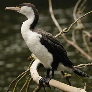 Cormoran Varié Phalacrocorax Varius