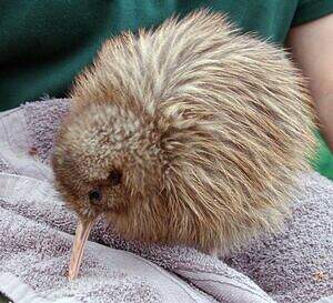 Kiwi austral