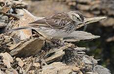 Pipit austral