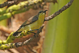 Ornate Sunbird