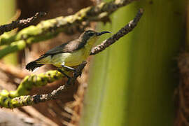 Ornate Sunbird