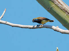 Ornate Sunbird