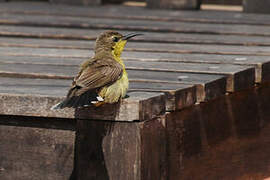 Ornate Sunbird