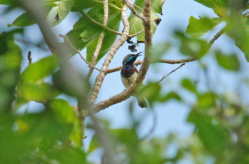 Ornate Sunbird male adult, courting display