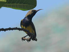 Ornate Sunbird