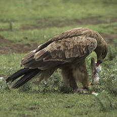 Aigle ravisseur