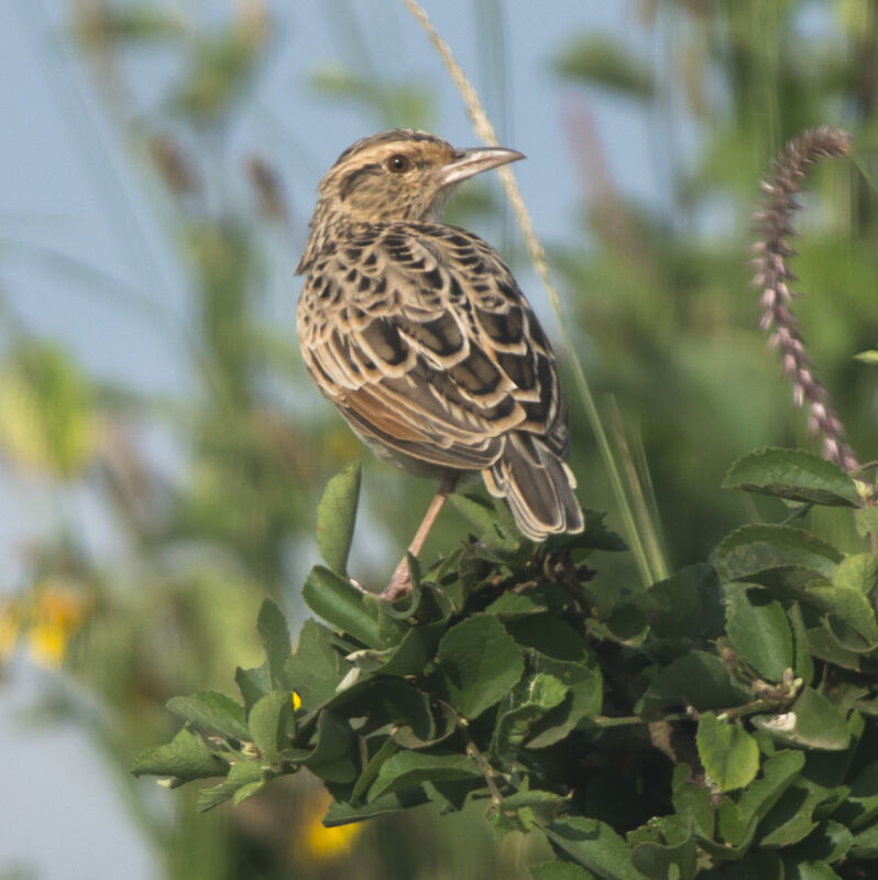 Sentinel Lark