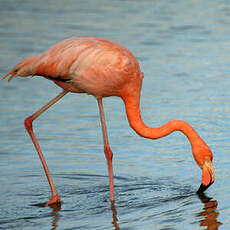 Flamant des Caraïbes