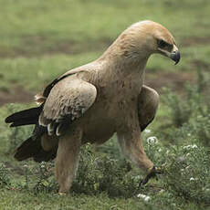 Aigle ravisseur