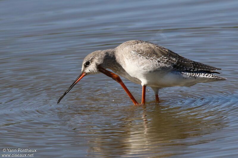 Spotted Redshank