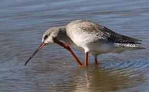 Spotted Redshank