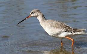 Spotted Redshank