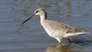 Spotted Redshank