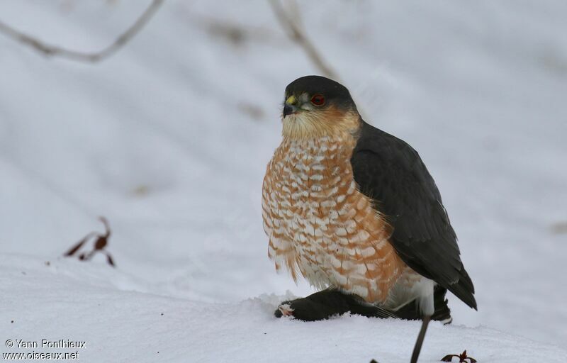 Sharp-shinned Hawk