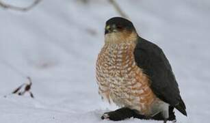 Sharp-shinned Hawk