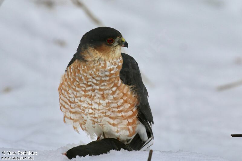 Sharp-shinned Hawk