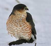 Sharp-shinned Hawk