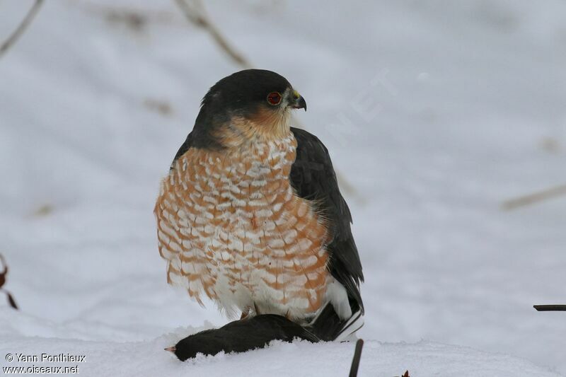 Sharp-shinned Hawk