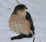 Sharp-shinned Hawk