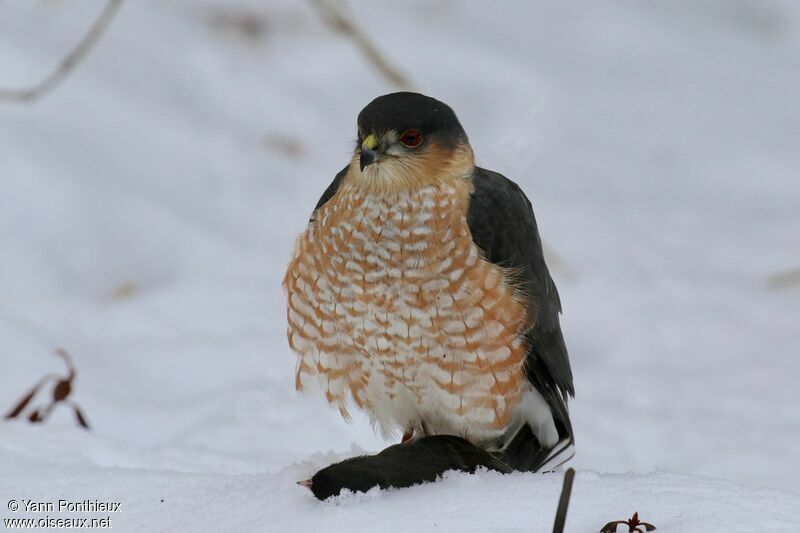 Sharp-shinned Hawk