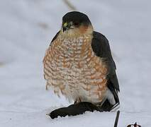 Sharp-shinned Hawk