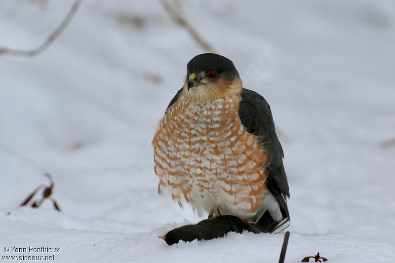 Sharp-shinned Hawk