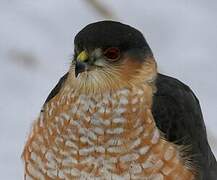 Sharp-shinned Hawk