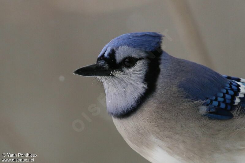 Blue Jay