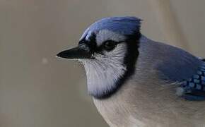 Blue Jay