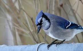 Blue Jay