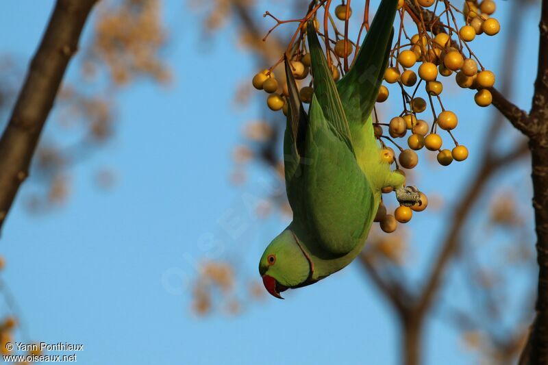 Rose-ringed Parakeet male