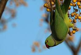 Rose-ringed Parakeet