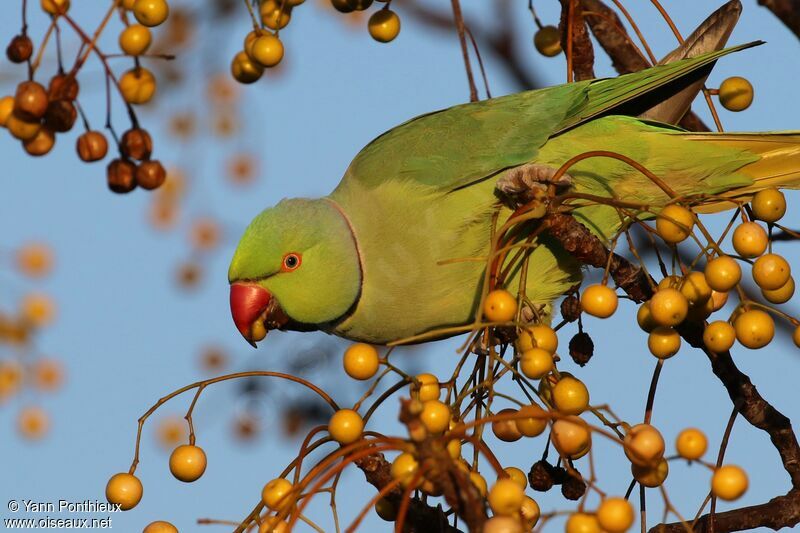 Rose-ringed Parakeet male, feeding habits, eats