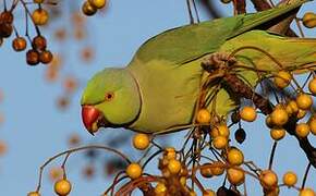 Rose-ringed Parakeet