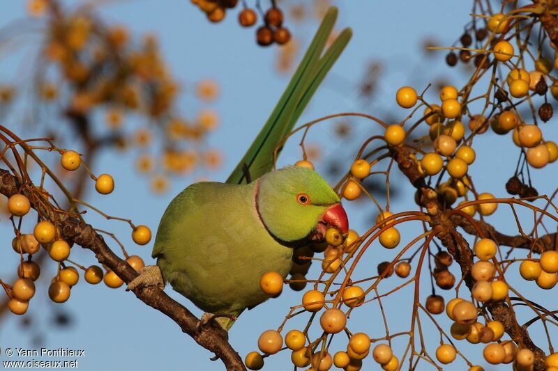 Rose-ringed Parakeet male, feeding habits, eats