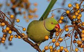 Rose-ringed Parakeet