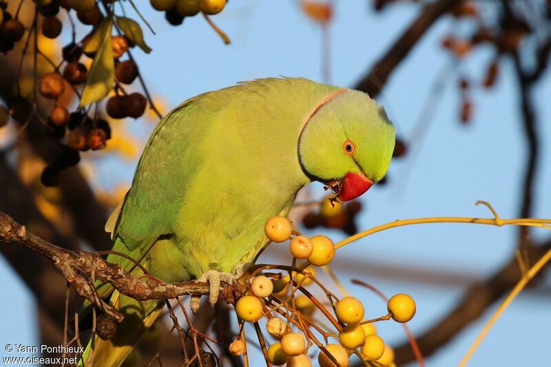 Rose-ringed Parakeet male, feeding habits, eats