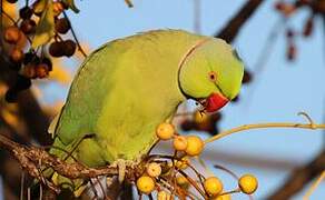 Rose-ringed Parakeet