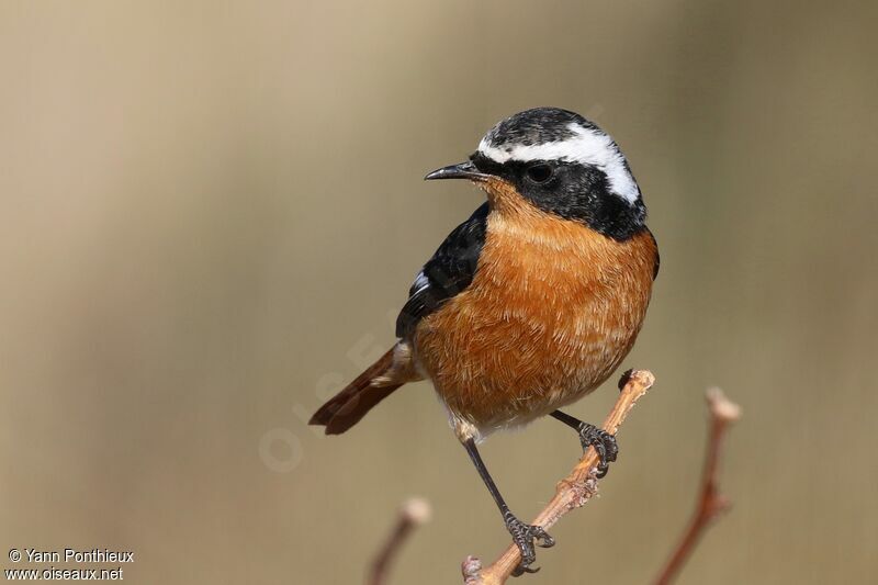 Moussier's Redstart male, identification