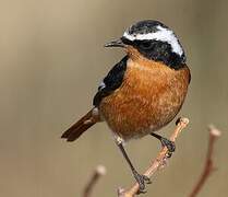 Moussier's Redstart