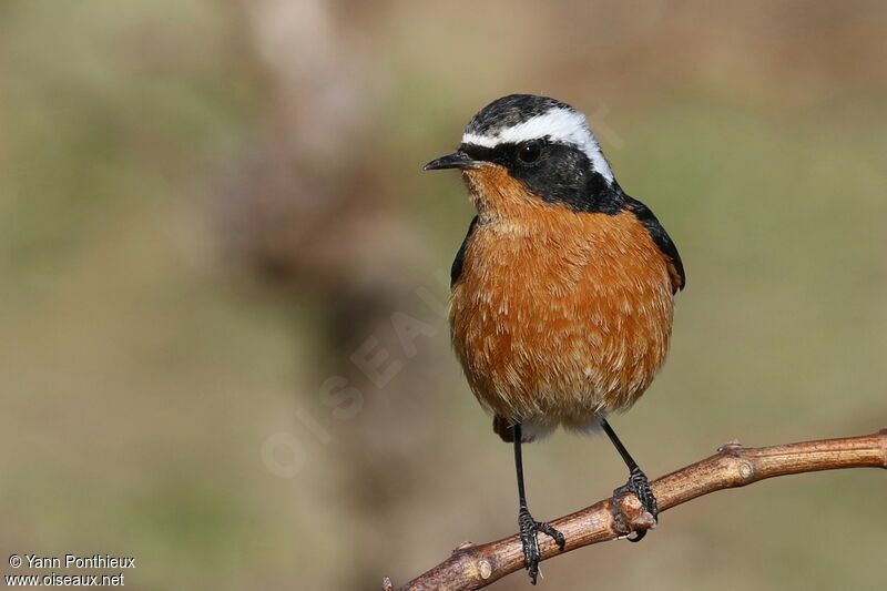 Moussier's Redstart male