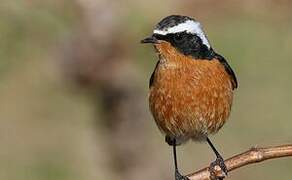 Moussier's Redstart