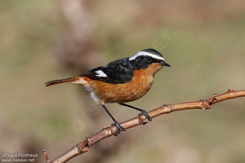 Moussier's Redstart male