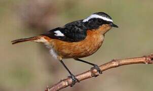 Moussier's Redstart