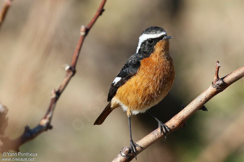 Moussier's Redstart male, identification